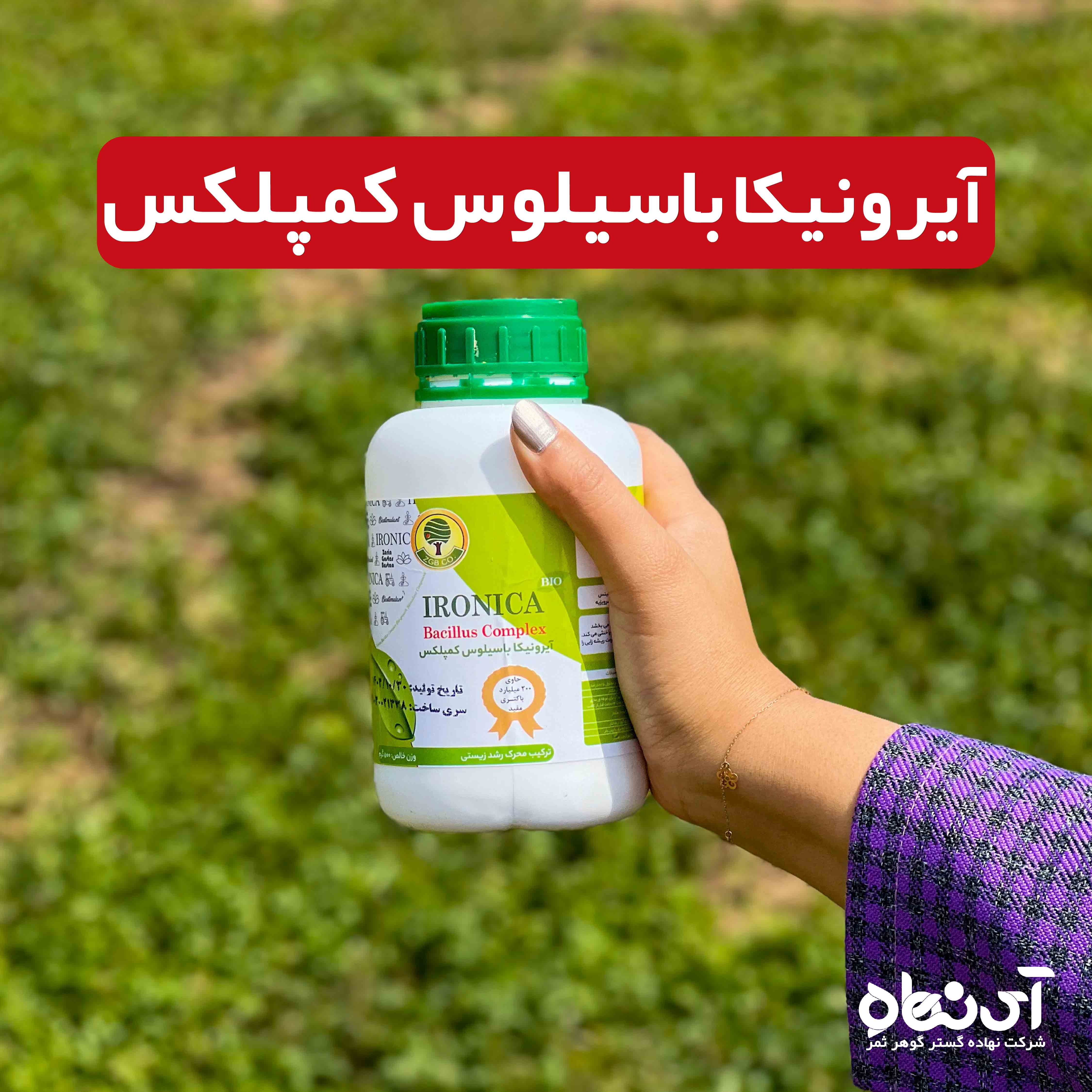 آیرونیکا باسیلوس کمپلکس